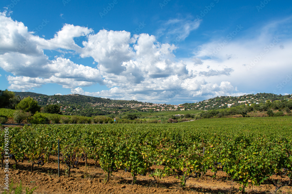 Rows of ripe wine grapes plants on vineyards in Cotes  de Provence, region Provence, Saint-Tropez, south of France