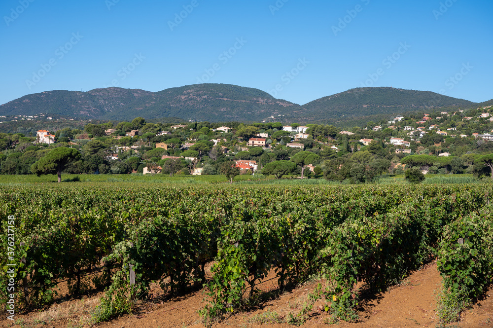 Rows of ripe wine grapes plants on vineyards in Cotes de Provence near Saint-Tropez, region Provence, Saint-Tropez, south of France Rows of ripe wine grapes plants on vineyards in Cotes de Provence near Saint-Tropez, region Provence, Saint-Tropez, south of France