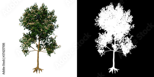 Front view tree (Young Sea Apple 2) white background alpha png 3D Rendering Ilustracion 3D photo