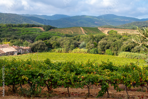 Rows of ripe wine grapes plants on vineyards in Cotes  de Provence near Collobrieres   region Provence  south of France