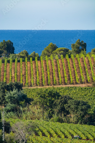 Rows of ripe wine grapes plants on vineyards in Cotes  de Provence with blue sea near Saint-Tropez, region Provence, Saint-Tropez, south of France