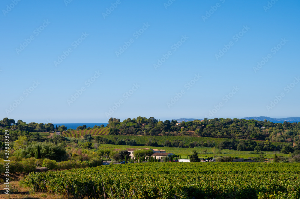 Rows of ripe wine grapes plants on vineyards in Cotes de Provence near Saint-Tropez, region Provence, Saint-Tropez, south of France Rows of ripe wine grapes plants on vineyards in Cotes de Provence near Saint-Tropez, region Provence, Saint-Tropez, south of France