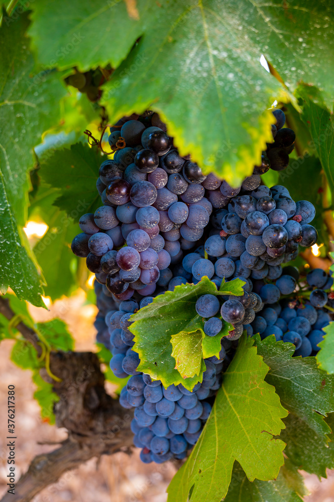 Ripe black or blue grenache wine grapes using for making rose or red wine ready to harvest on vineyards in Cotes  de Provence, region Provence, south of France