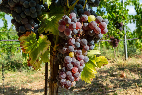 Ripe black or blue carignan wine grapes using for making rose or red wine ready to harvest on vineyards in Cotes  de Provence, region Provence, south of France photo