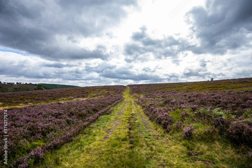 Fototapeta premium moorland landscape