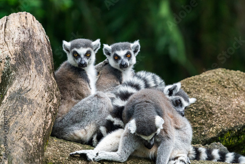 A group of Ring-tailed lemur on the rock.