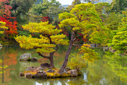 Autumn landscape in Japan. Japanese pine tree near kinkakuji temple. Colorful trees around pond. Picturesque Japanese landscape. Japanese pines on the shore of the pond. Travel to Japan photo
