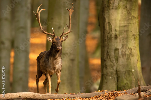Dominant fallow deer, dama dama, stag approaching from front in autumn forest. Territorial male mammal with large anglers coming closer in forest. Animal wildlife in nature. photo