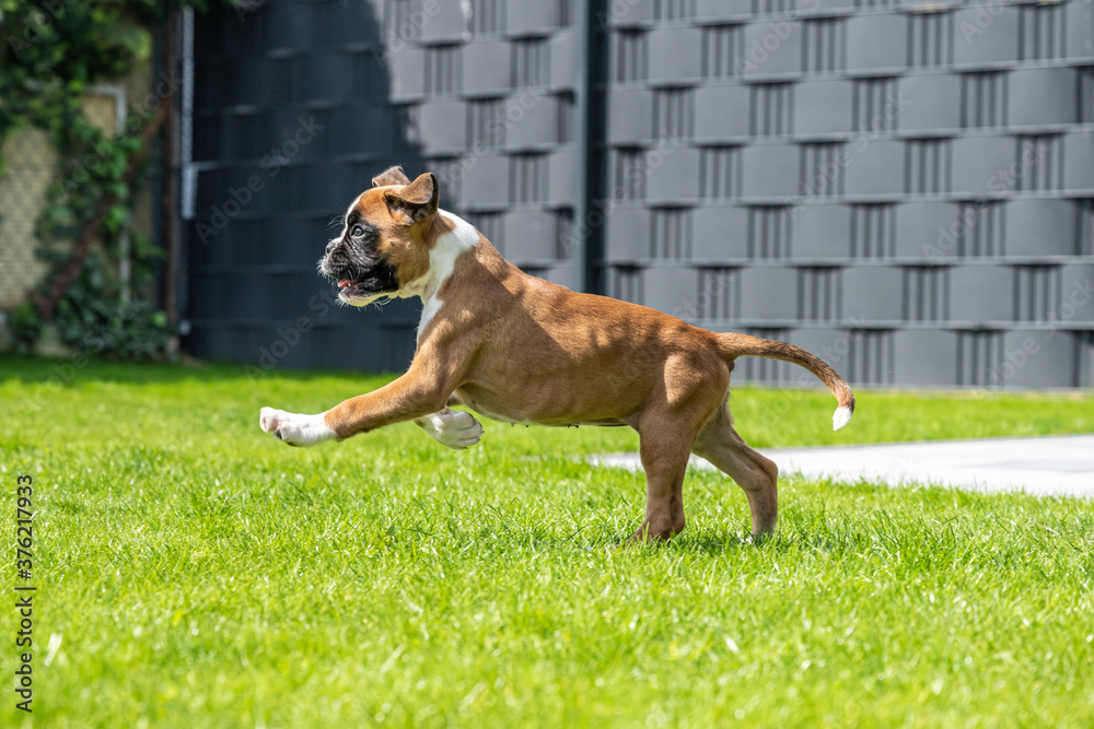 8 weeks young purebred golden german boxer dog puppy running and junping 8 weeks young purebred golden german boxer dog puppy running and junping