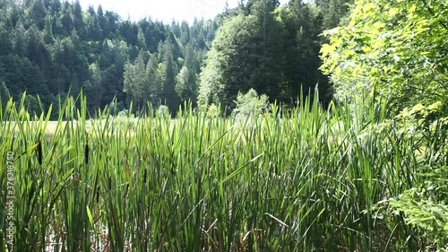 Bayerische Landschaft. Sutten Feuchgebiet und Suttensee Oberhalb Rottach-Egern. Tolle Ausblicke in die unberührte Natur. Wunderschöne Hochmoor-Landschaft und Almwiesen photo