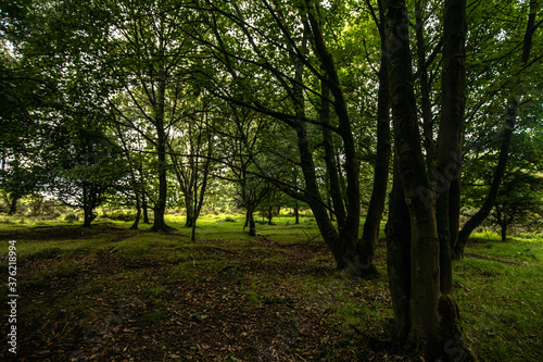 deep in the forest