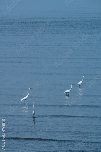 Standing egrets and reflections on the water surface. Many white egrets on the seashore of blue sea  Thailand