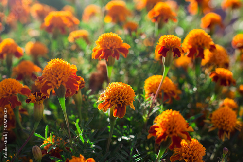 beautiful Marigold flower in the garden