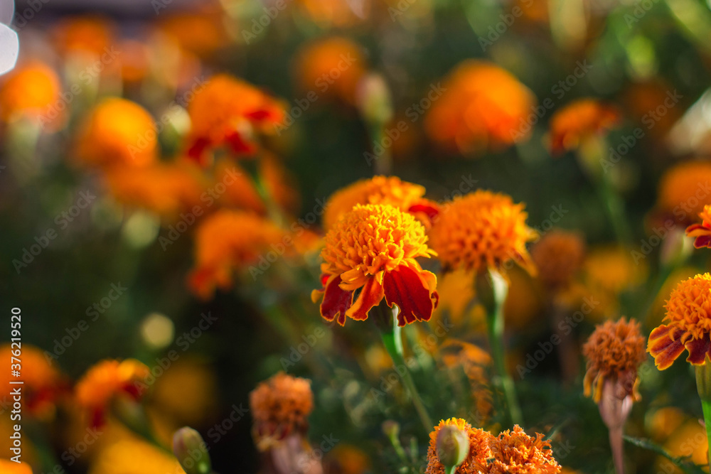 beautiful Marigold flower in the garden beautiful Marigold flower in the garden