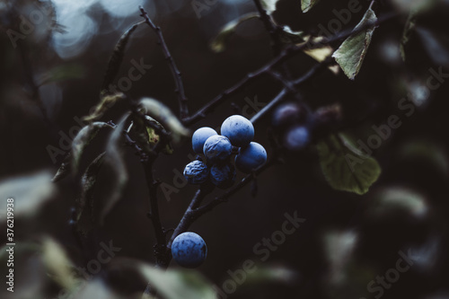 blackthorn on a branch photo