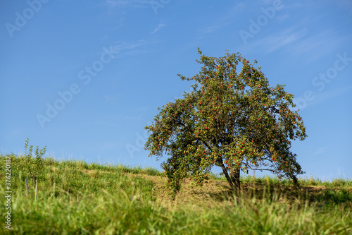 Fototapeta Naklejka Na Ścianę i Meble -  Apfelbaum mit roten Äpfeln im Spätsommer auf einer Streuobstwiese