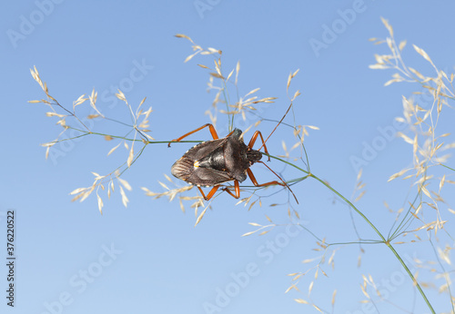 Forest bug on grass photo