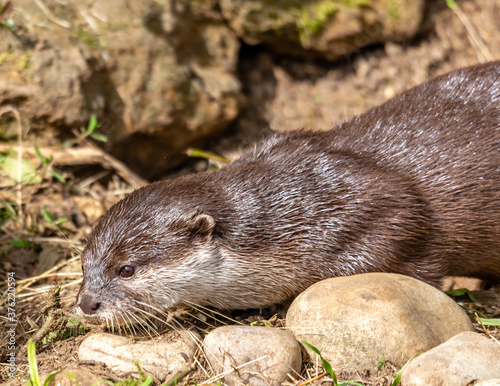 Otter Relaxing