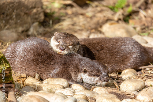 Otter Friends © SR7 Photo