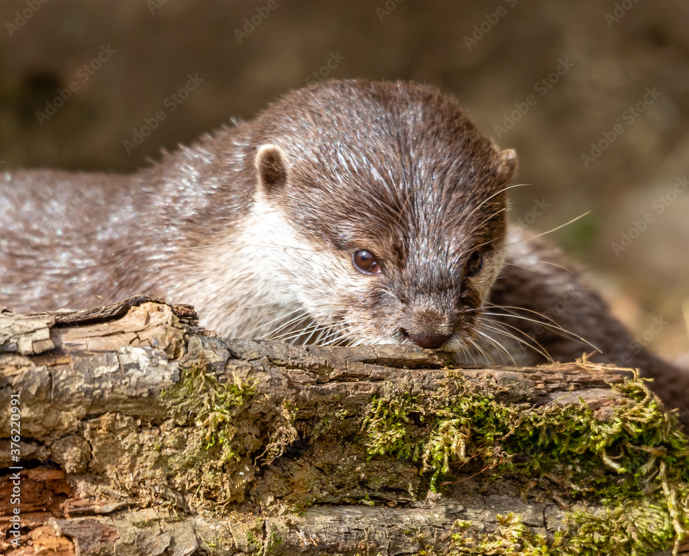 Otter Otter