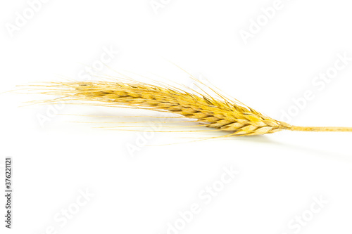 Rye ear. Whole, barley, harvest wheat sprouts. Wheat grain ear or rye spike plant isolated on white background, for cereal bread flour. Flat Lay, copy space.