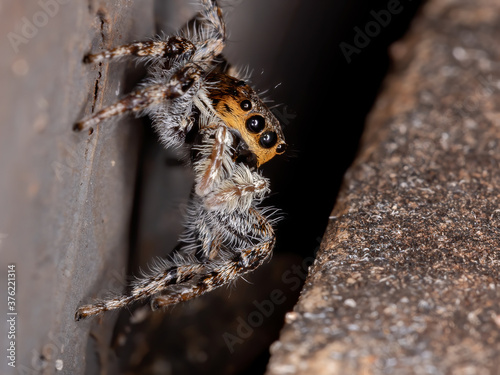 Gray Wall Jumping Spider of the species Menemerus bivittatus photo