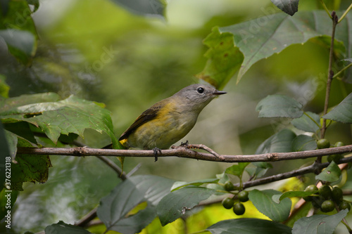 American Redstart Warbler