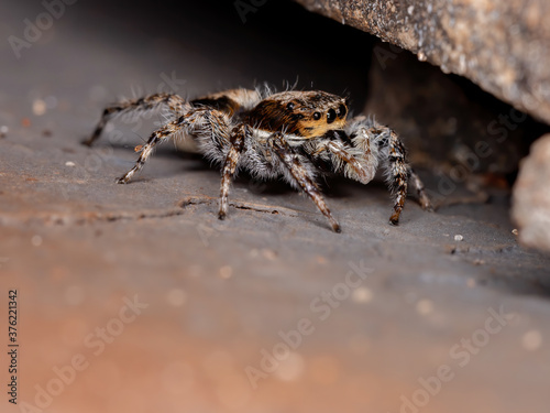 Gray Wall Jumping Spider of the species Menemerus bivittatus photo