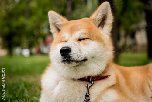 Portrait of cute akita inu dog at the park.