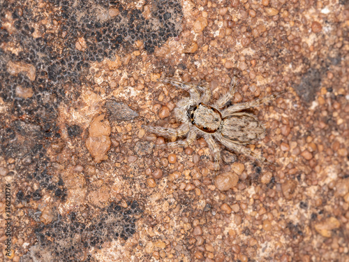 Gray Wall Jumping Spider of the species Menemerus bivittatus photo