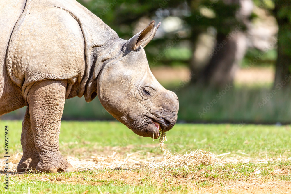 Obraz premium Rhino Calf