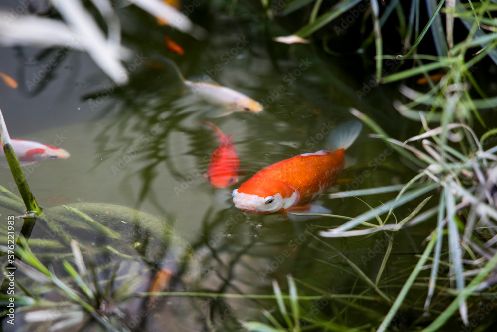 Various sized goldfish swimming in a pond  