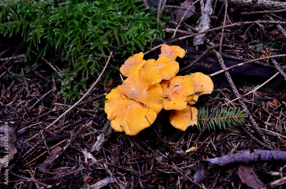 Wild golden chanterelle mushrooms in the forest.
Edible autumn mushrooms Wild golden chanterelle mushrooms in the forest.
Edible autumn mushrooms