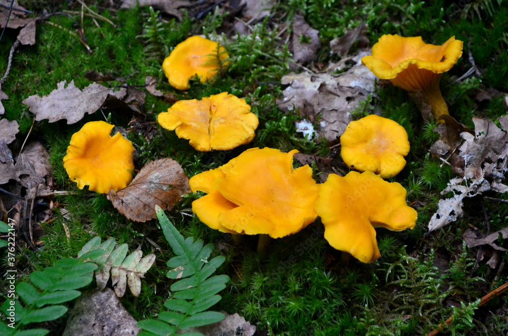 Wild golden chanterelle mushrooms in the forest.
Edible autumn mushrooms Wild golden chanterelle mushrooms in the forest.
Edible autumn mushrooms