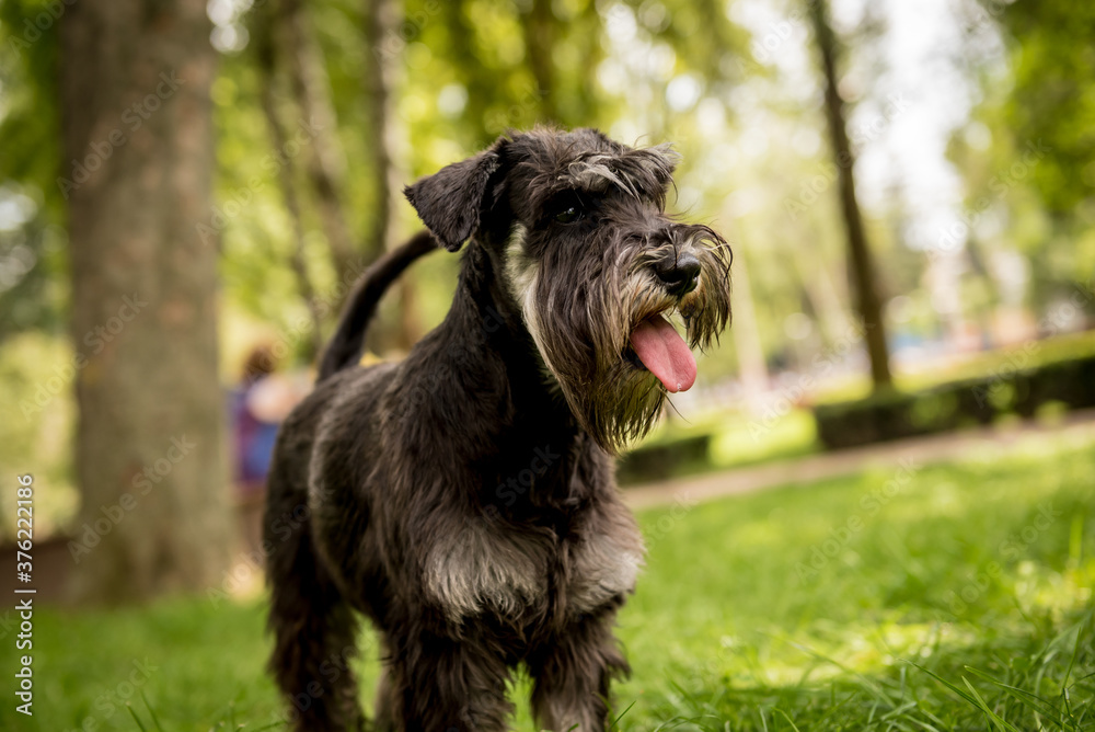 Portrait of cute miniature schnauzer at the park.