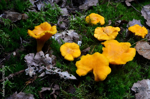 Wild golden chanterelle mushrooms in the forest. Edible autumn mushrooms