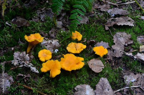 Wild golden chanterelle mushrooms in the forest. Edible autumn mushrooms