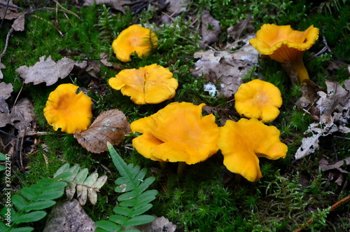 Wild golden chanterelle mushrooms in the forest. Edible autumn mushrooms