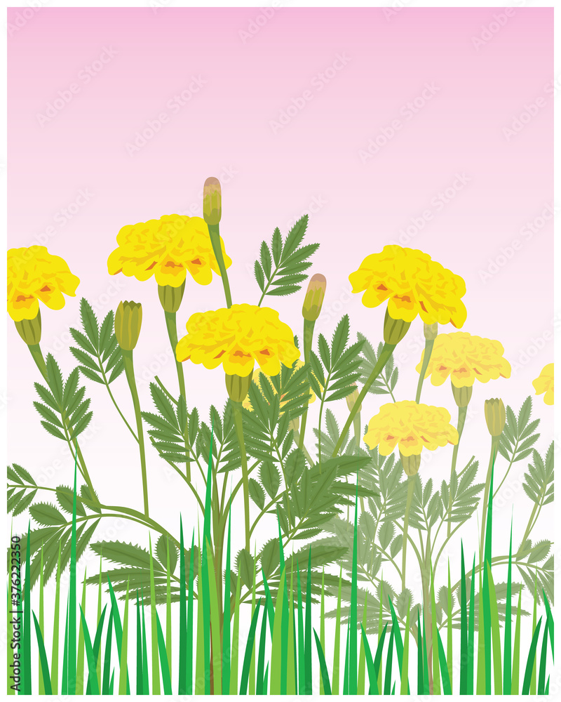 Obraz Marigold flower vector desing