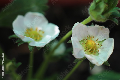 Strawberry fruit flower plant pollen natural white small