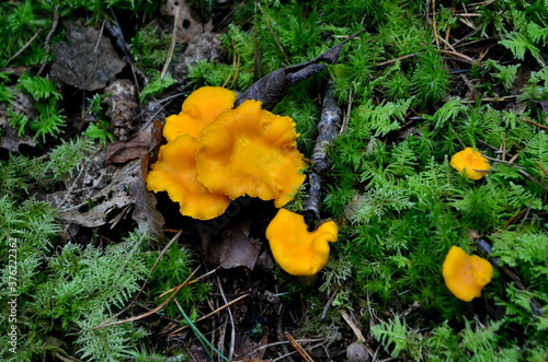 Wild golden chanterelle mushrooms in the forest. Edible autumn mushrooms