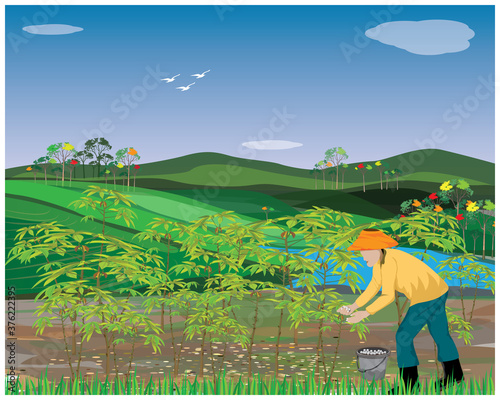 agriculturist manure into cassava plant,blue sky background  vector design