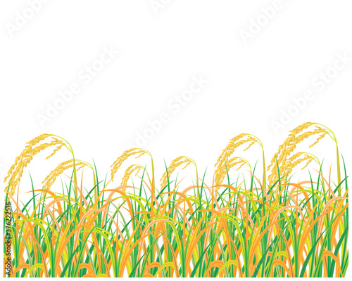 isolated rice plant on white background vector design