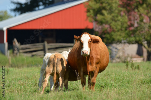 Cow with twin calves