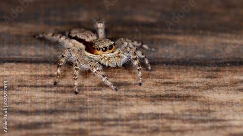 Gray Wall Jumping Spider of the species Menemerus bivittatus photo