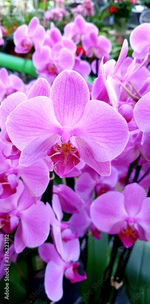 Orchids 