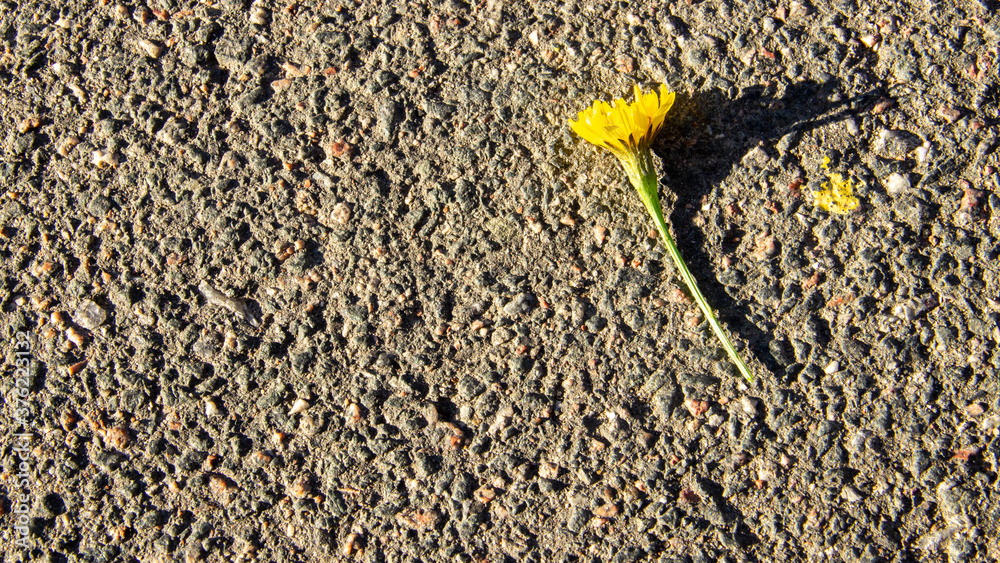 Yellow flower lays on stony soil. Yellow flower lays on stony soil.