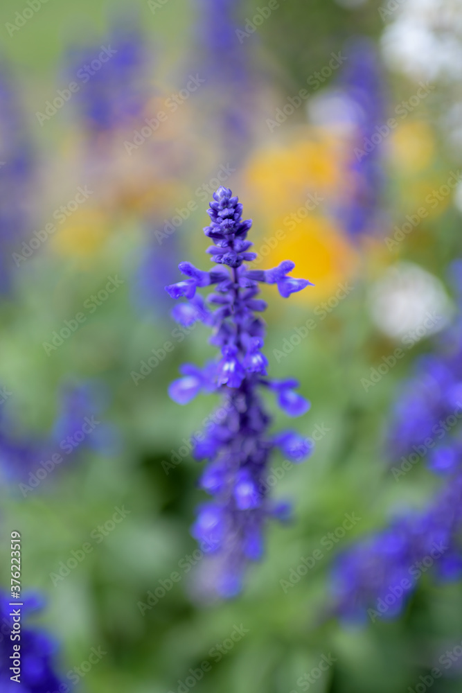bunte Blumen bunte Blumen
