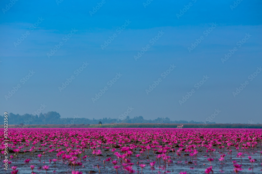 Fototapeta premium Sea of red lotus whit blue sky , Red lotus sea in Udon Thani, Thailand.