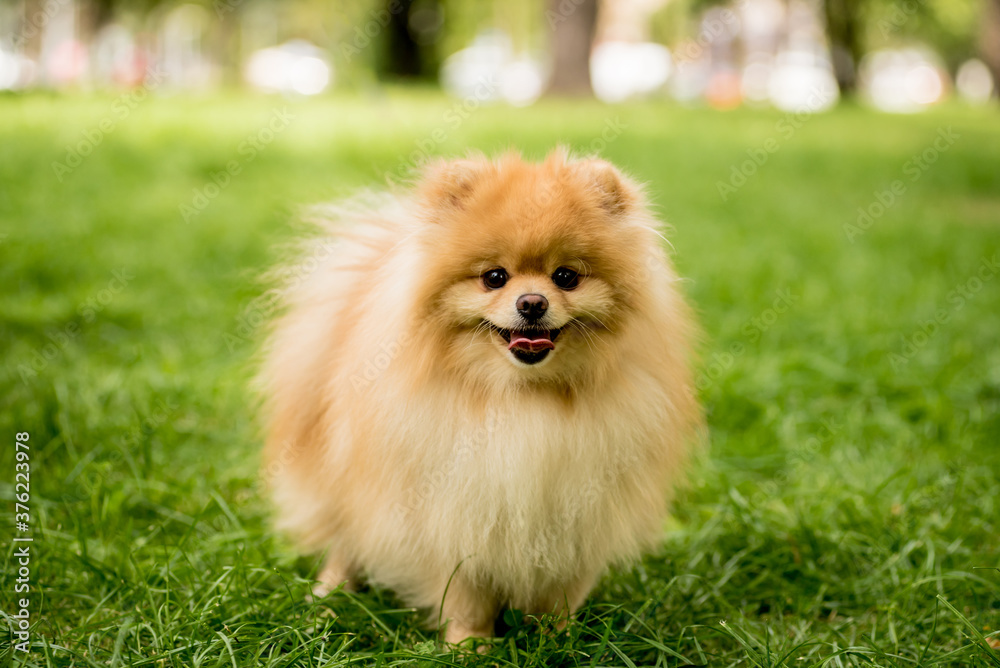 Portrait of cute pomeranian dog at the park. Portrait of cute pomeranian dog at the park.